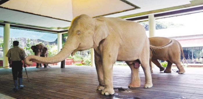 The White Elephant Is Not a Legend 14 70e34869-1dae-4a53-950d-2192fbe5e100