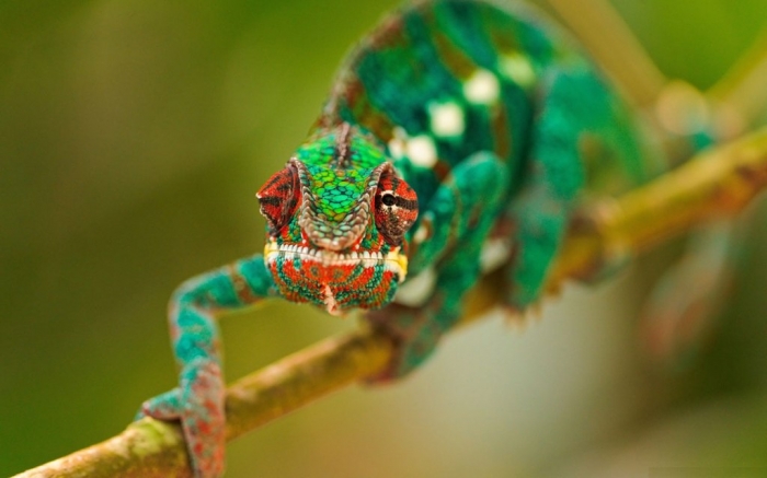 How Can the Chameleon Change Its Color? 2 7535_1280x800