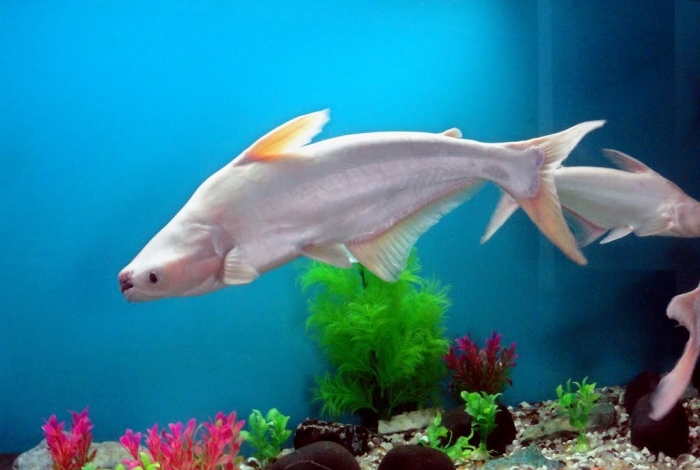 84341679 What Are the Kinds of Fish You Can Put in Your Fish Tank?