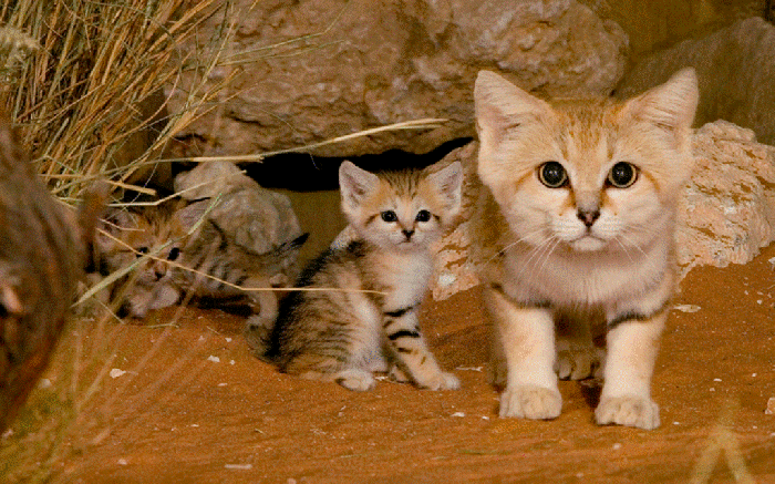 8OKwrmV-1 Why Is the Sand Cat the Strongest Cat on Earth?