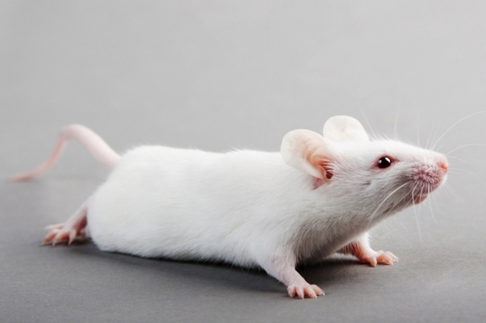 9-bigstock-white-laboratory-mouse-isolate-28159436 Why Are the White Rats Extremely Important?