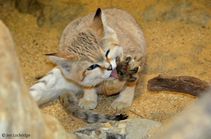 Why Is the Sand Cat the Strongest Cat on Earth? 20 9732620037_97b271c4db_b