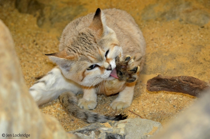 9732620037_97b271c4db_b Why Is the Sand Cat the Strongest Cat on Earth?