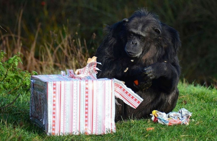 A-Chimpanzee-opens-its-Christmas-presents-at-ZSL-Whipsnade-Zoo-MAIN What Whipsnade Zoo Leaves Its Animals to Do!
