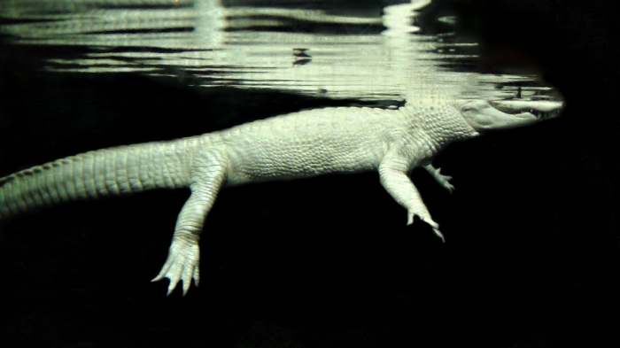 Albino_Alligator_in_Water