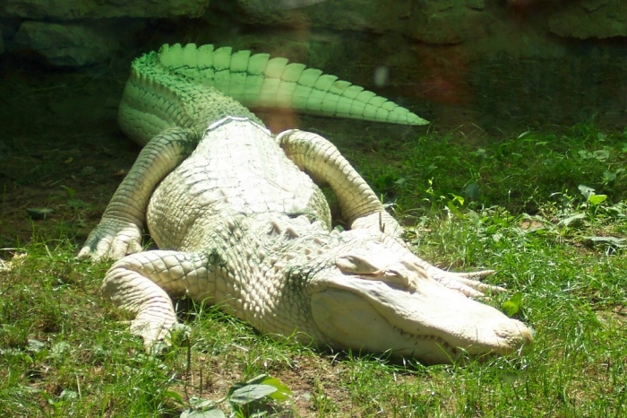 Albino_alligator