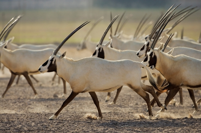 Arabian Oryx 9