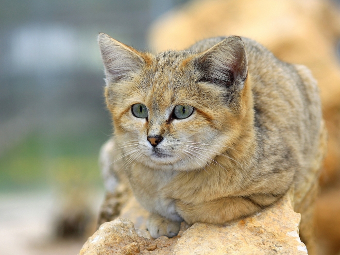 Why Is The Sand Cat The Strongest Cat On Earth?