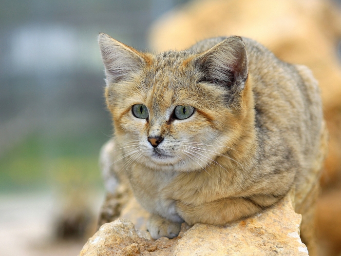 Arabian-Sand-Cat1 Why Is the Sand Cat the Strongest Cat on Earth?