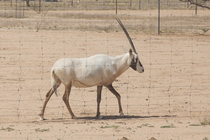 Arabian_Oryx. The Arabian Oryx Returns Back to Life