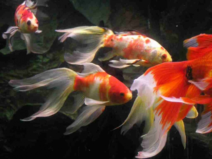 Assorted Goldfish