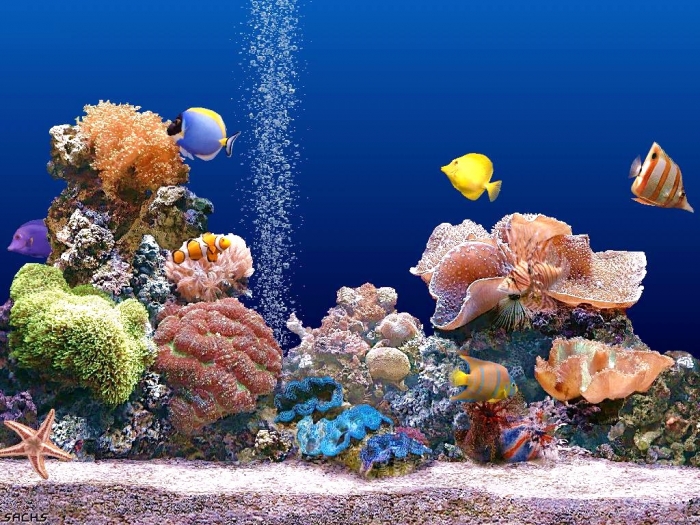 Beautiful-Coral-Reef-Photo-1156314c