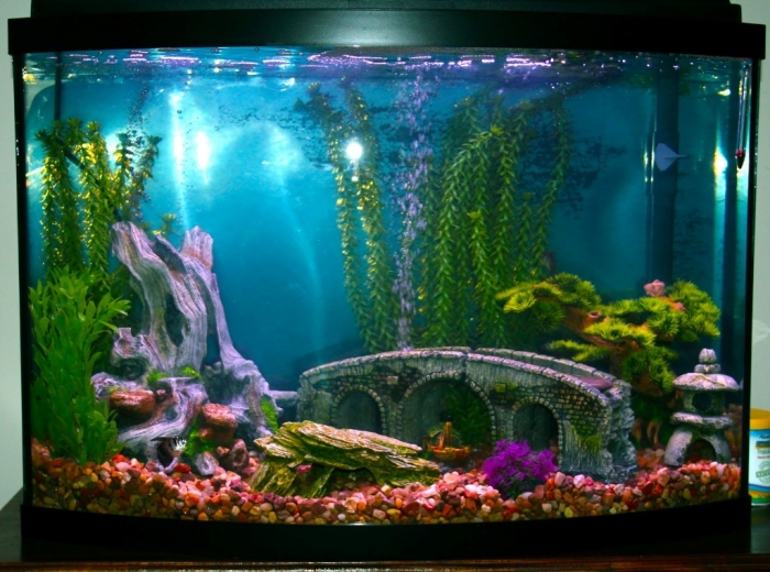 Best-Decorated-Aquariums How to Decorate Your Boring Fish Tank