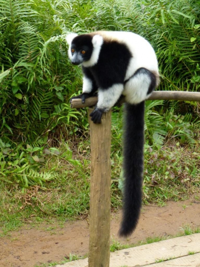 Black and White Lemur