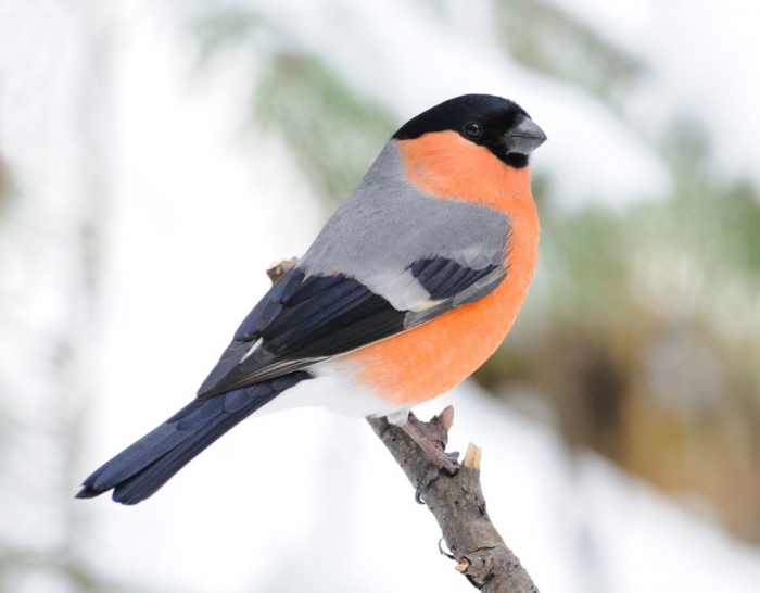 “ Canary” The Bird of Kings, Rich People & Miners 14 Bullfinch shutterstock_48066424