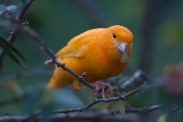 “ Canary” The Bird of Kings, Rich People & Miners 4 Canary_Bird_by_secondclaw
