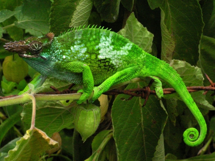 Chameleon_-_Tanzania_-_Usambara_Mountains