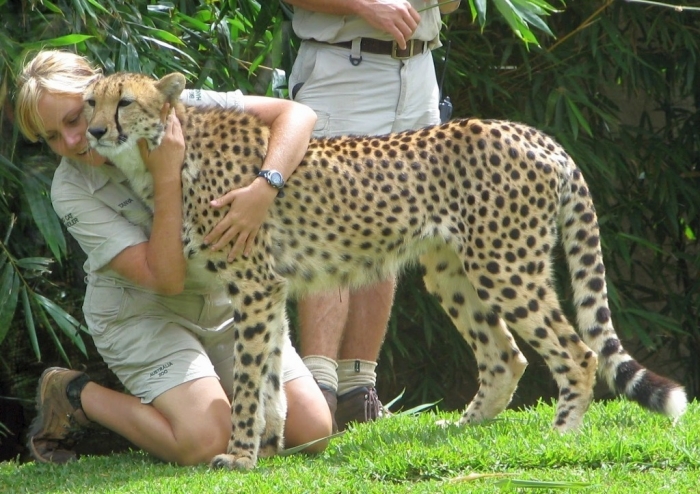 Is Cheetah Going to Be Extinct & Disappear from Our Life? 13 Cheetah image