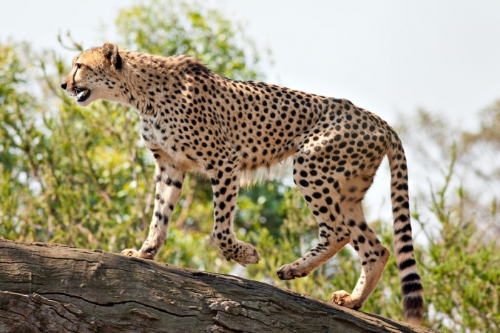 Is Cheetah Going to Be Extinct & Disappear from Our Life? 11 Cheetah_Feb09_02