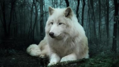 Copy of 1 the white wolf julie l hoddinott Serious Facts You Must Know about the White Snow Wolf - 8