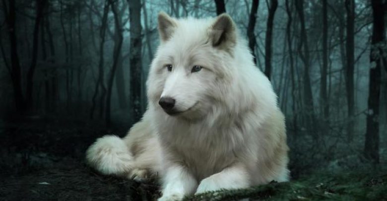Copy of 1 the white wolf julie l hoddinott Serious Facts You Must Know about the White Snow Wolf - arctic wolf 1