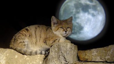 Copy of 10490036735 22d4eae06a2 Why Is the Sand Cat the Strongest Cat on Earth? - 5
