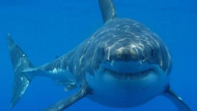 Copy of 21034 great white shark Is the Submarine Shark Real Or Just a Fake? - 8