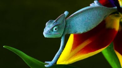 Copy of 2413718018 8b81b1c0cf o7 How Can the Chameleon Change Its Color? - 8