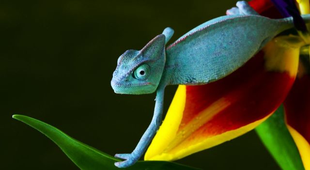 Copy of 2413718018 8b81b1c0cf o7 How Can the Chameleon Change Its Color? - 1