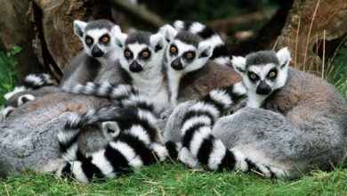 Are Lemurs Ghosts, Monkeys Or Just Strange Creatures? 1 Copy of 6ce10538 c8f9 4c35 b256 63be995ea8171 Are Lemurs Ghosts, Monkeys Or Just Strange Creatures? - 1