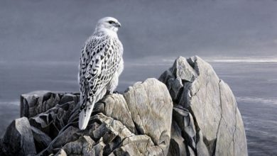 Copy of EveningLightWhiteGyrfalcon Rare White Falcons You Have Never Seen Before - 3