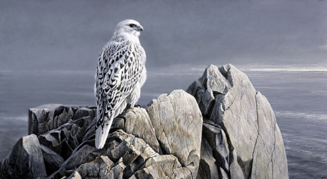 Copy of EveningLightWhiteGyrfalcon Rare White Falcons You Have Never Seen Before - 1
