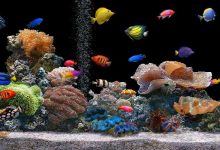 Copy of Fish Tank What Are the Kinds of Fish You Can Put in Your Fish Tank? - 70 Pouted Lifestyle Magazine