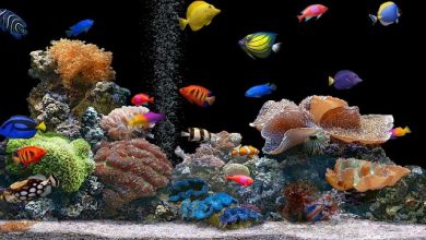 Copy of Fish Tank What Are the Kinds of Fish You Can Put in Your Fish Tank? - 7 bohemian home decorating ideas