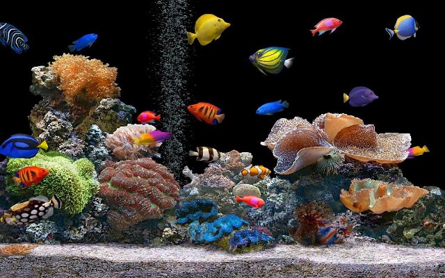 Copy of Fish Tank What Are the Kinds of Fish You Can Put in Your Fish Tank? - Pets 10