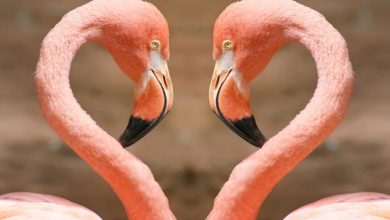 Copy of Heart by flamingos Strange Facts about the Most Beautiful Bird on Earth “Flamingo” - 10