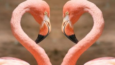 Copy of Heart by flamingos Strange Facts about the Most Beautiful Bird on Earth “Flamingo” - 8 Unique Colorful Creatures