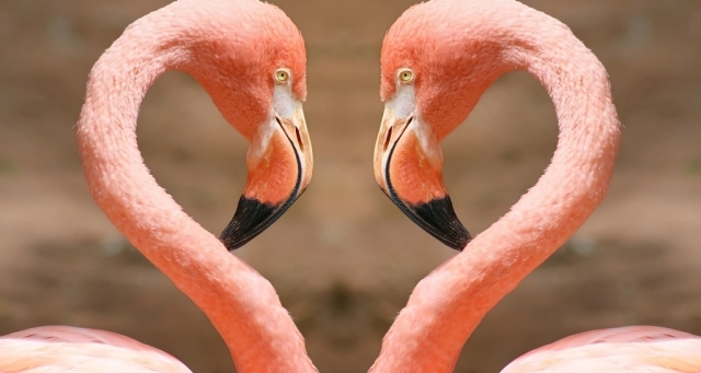 Copy of Heart by flamingos Strange Facts about the Most Beautiful Bird on Earth “Flamingo” - flamingoes 1
