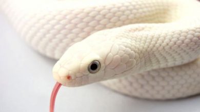 Is the White Snake Just a Legend? 24 Copy of White Snake Wallpaper Is the White Snake Just a Legend? - 8