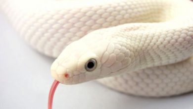 Copy of White Snake Wallpaper Is the White Snake Just a Legend? - 7 ESA Cat