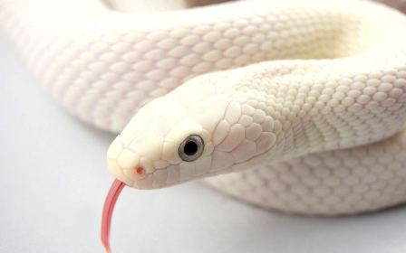 Copy of White Snake Wallpaper Is the White Snake Just a Legend? - Pets 2