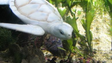 Copy of White Turtle v2 by afira Do the White Turtles Really Exist on Earth? - 8