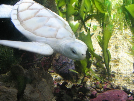 Copy of White Turtle v2 by afira Do the White Turtles Really Exist on Earth? - albino turtles 1