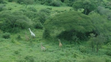 Copy of White giraffe Rare White Giraffes Spotted in Different Areas - 33