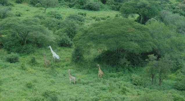 Copy of White giraffe Rare White Giraffes Spotted in Different Areas - the wild 1
