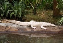 Copy of fh125151 Do White Alligators Really Exist on Earth? - amazing hair color 34