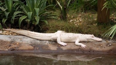 Copy of fh125151 Do White Alligators Really Exist on Earth? - 3