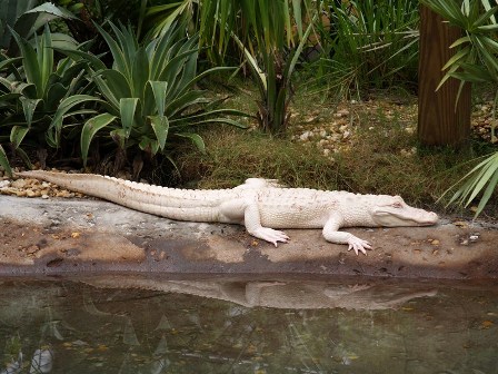 Copy of fh125151 Do White Alligators Really Exist on Earth? - albino alligators 1