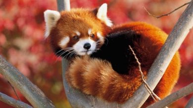 Copy of animal wallpapers red panda hd wallpaper wallpaper 3250915 Is the Red Panda a Cat, Bear or Raccoon? - 47 Rarest Dog Breeds