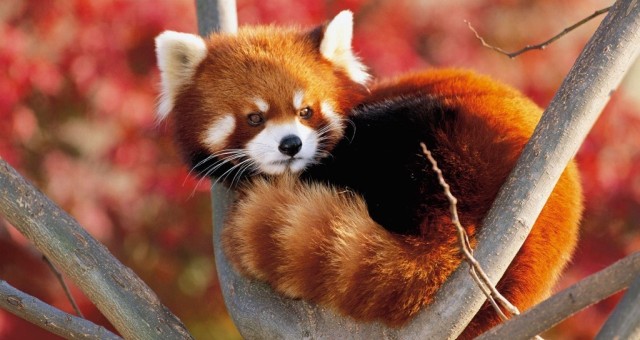 Copy of animal wallpapers red panda hd wallpaper wallpaper 3250915 Is the Red Panda a Cat, Bear or Raccoon? - vulnerable animals 1